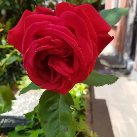 別荘 Edith Grove House